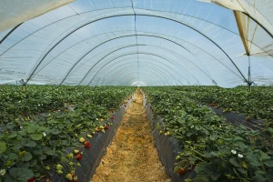 U Španiji prete napuštanjem plantaža jagodičastog voća i obustavom sadnje novih