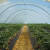 U Španjolskoj prijete napuštanjem plantaža jagodičastog voća i obustavom sadnje novih