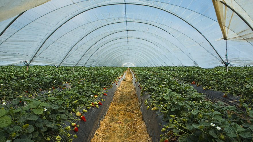 U Španiji prijete napuštanjem plantaža jagodičastog voća i obustavom sadnje novih