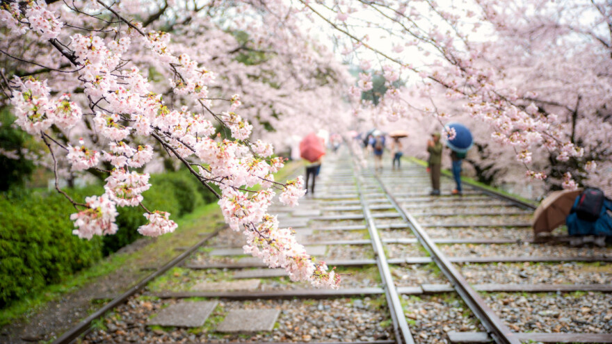 Otkad postoje zapisi, sakura procvala ranije nego ikad prije