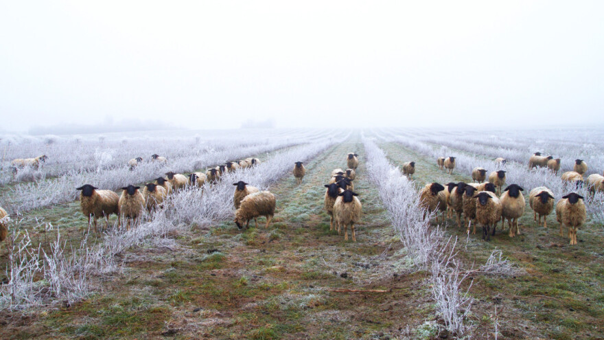 Otvoreno savjetovanje o Zelenom planu: Iznesite svoje mišljenje