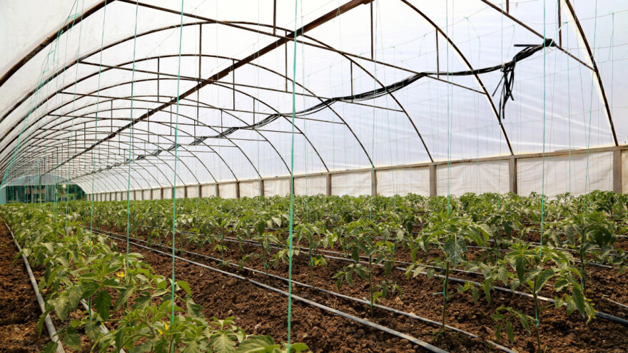 Podižete zaštićen prostor za uzgoj povrća? Evo, šta treba da znate