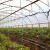 Vojvodina: Bespovratna sredstva za biljnu proizvodnju u zaštićenom prostoru