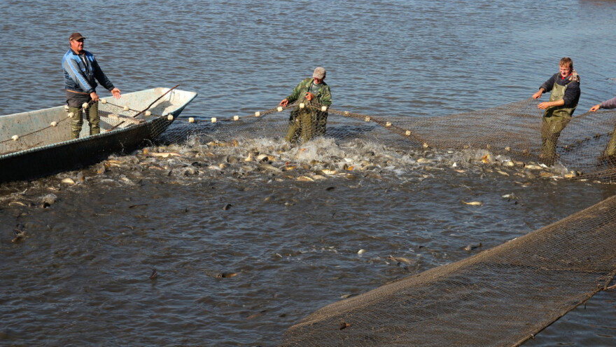 Proizvodnja šarana manja za 340 tona, drastičan i pad uzgoja školjkaša