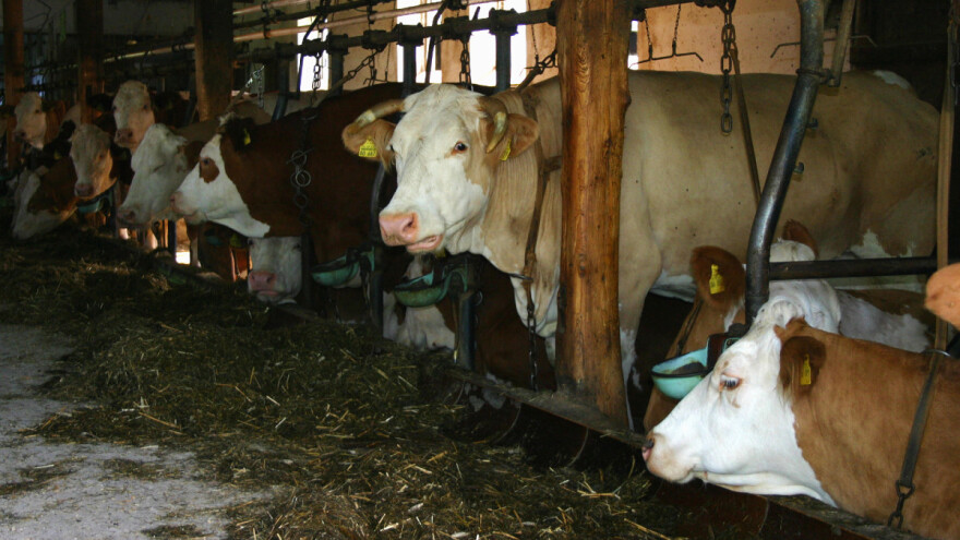 Niža cijena za mlijeko privezanih krava: Bavarski stočari zabrinuti