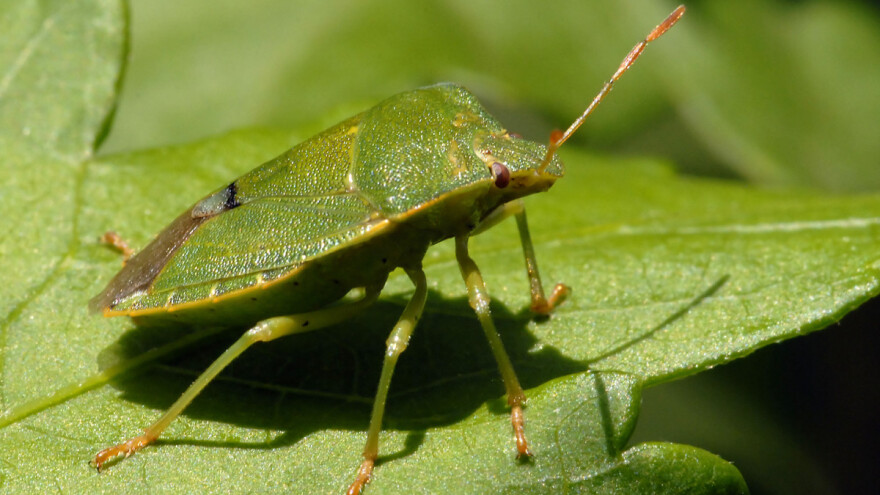 Smrdljivi martin uništava sve - teško ga je suzbiti, preventiva je ključna