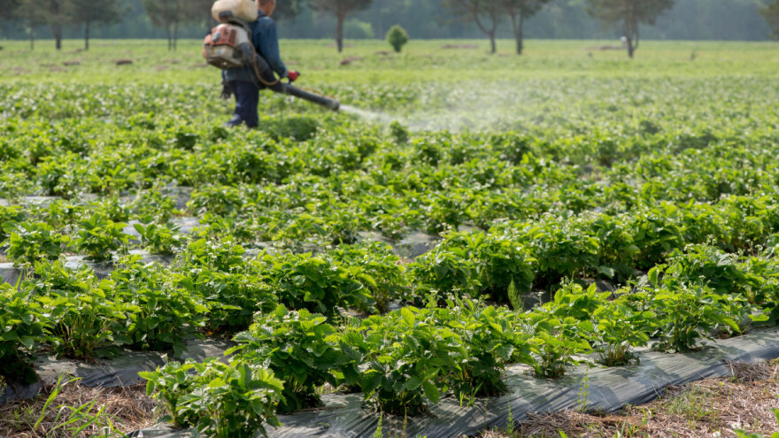 Zbog klimatskih promjena i širenja nekih štetočina mijenja se proizvodnja jagoda?
