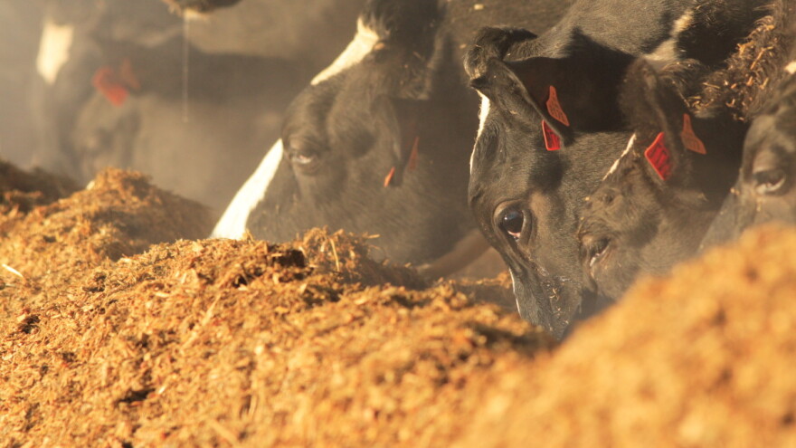 Proizvodite kvalitetnu kukuruznu silažu? Prijavite se na natjecanje