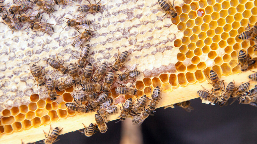 Kako se prave satne osnove i zašto je važan čist vosak?