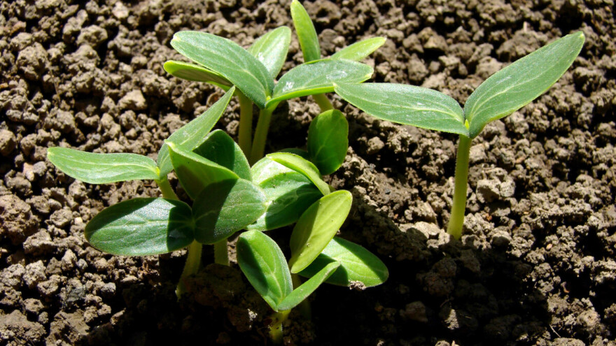 Što znači sijati pod motiku i na što paziti? Evo 7 savjeta