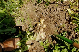 Kada je vrijeme za vađenje krumpira?