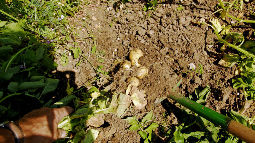 Kada je vrijeme za vađenje krumpira?