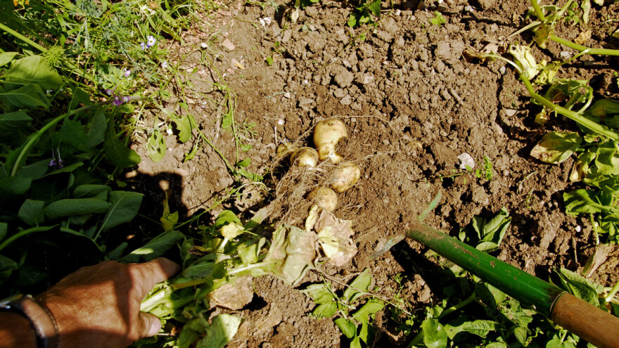Izvađene krtole čuvajte na sjenovitom mjestu, sa dobrom ventilacijom