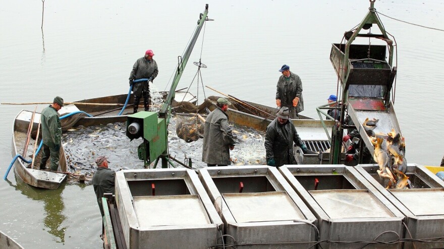 Živan Simić 33 godine uzgaja ribe u Mošorinu