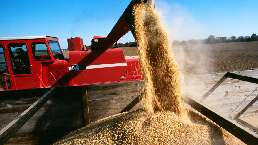Cena soje na devetogodišnjem maksimumu - 64 dinara za kilogram