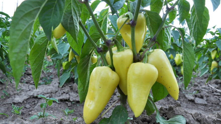 Kako formirati grm ili obaviti rezidbu paprike?