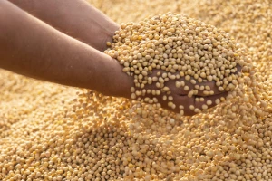 Produktna berza: Rast cene soje i kukuruza - cena pšenice pada
