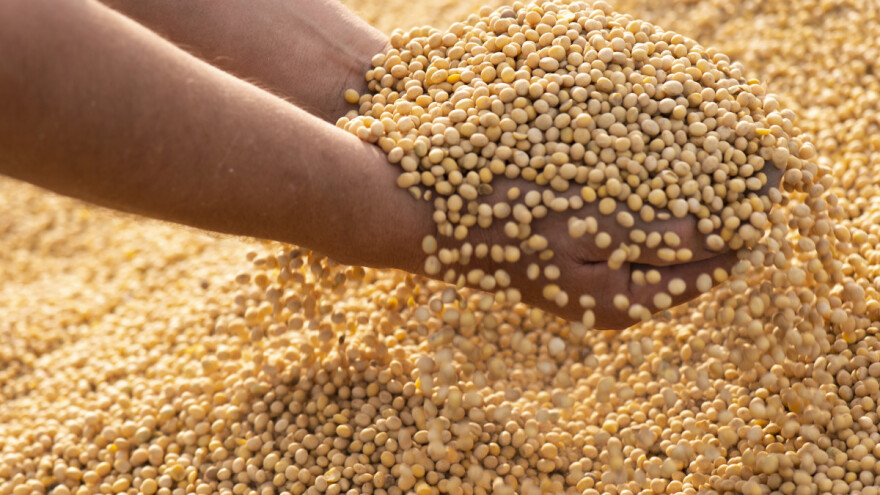 Produktna berza: Rast cene soje i kukuruza - cena pšenice pada