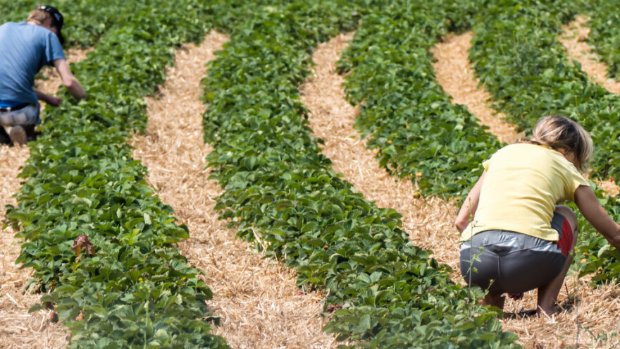 Pozvali frizere, konobare i sve nezaposlene da posao nađu u poljoprivredi