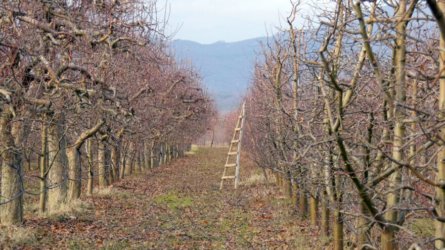 Šta je sve potrebno obaviti u voćnjaku u ovom periodu?