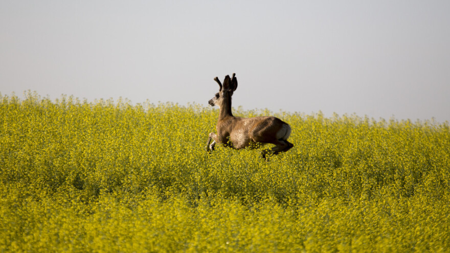 U zaštiti useva od divljači efikasna tehnologija ultrazvučnih talasa?