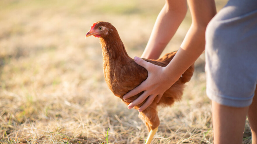 Novi slučaj ptičije gripe kod domaće peradi u Hrvatskoj