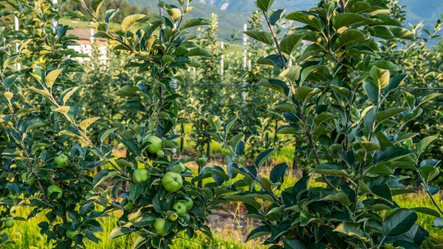 Poticaji za višegodišnje nasade, samo uz potvrdu o analizi tla - ko je ovlašten?