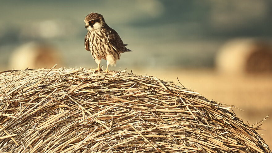 U 40 godina Europa ostala bez 600 milijuna ptica - kriva i intenzivna poljoprivreda