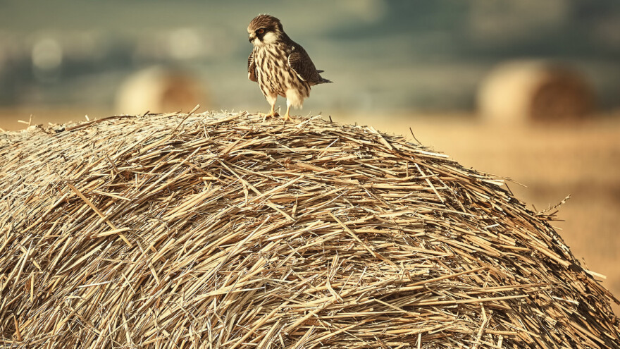 Saveznici u suzbijanju glodavaca na polju su njihovi prirodni neprijatelji - ptice grabljivice