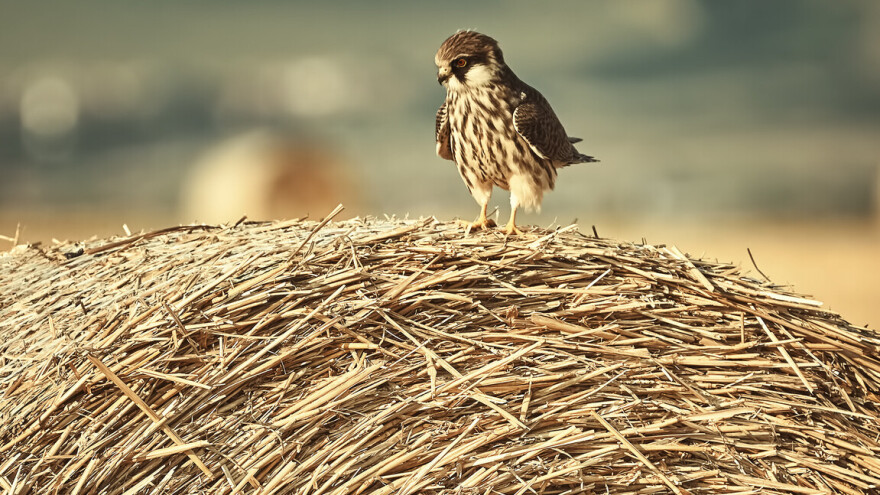 Povećanje prinosa za 25 posto uz pomoć ptica i kukaca?