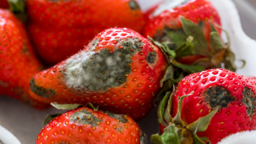 U kojim uslovima se najčešće javlja siva trulež jagode i kako je suzbiti?