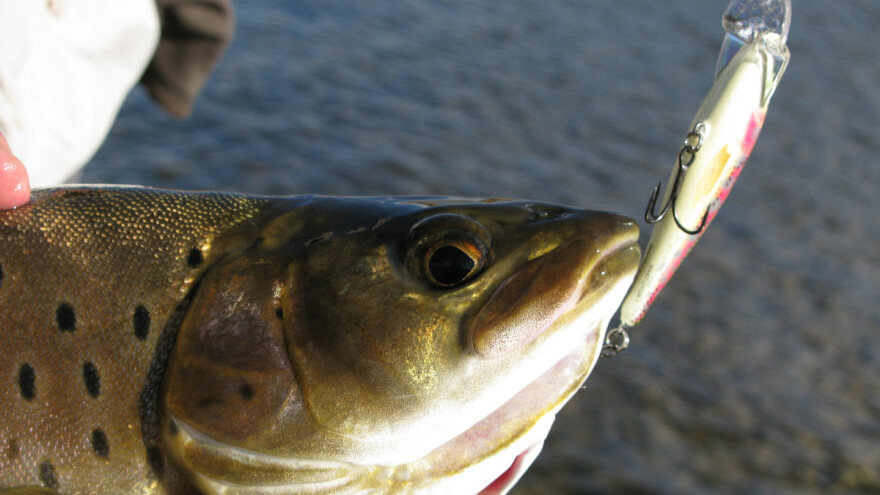 Ribolovci stižu na Drinu: Ko će uloviti najveću mladicu, pecati se može i iz kafane
