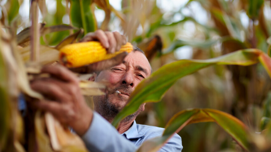 U našem BDP-u, poljoprivreda tek na 4. mestu sa 6,3 odsto učešća