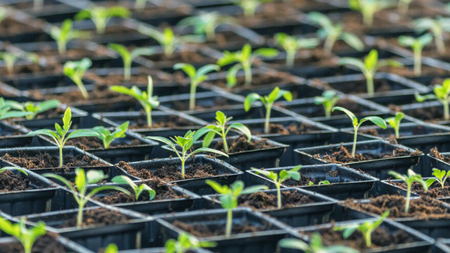 6 pravila prihrane presadnica