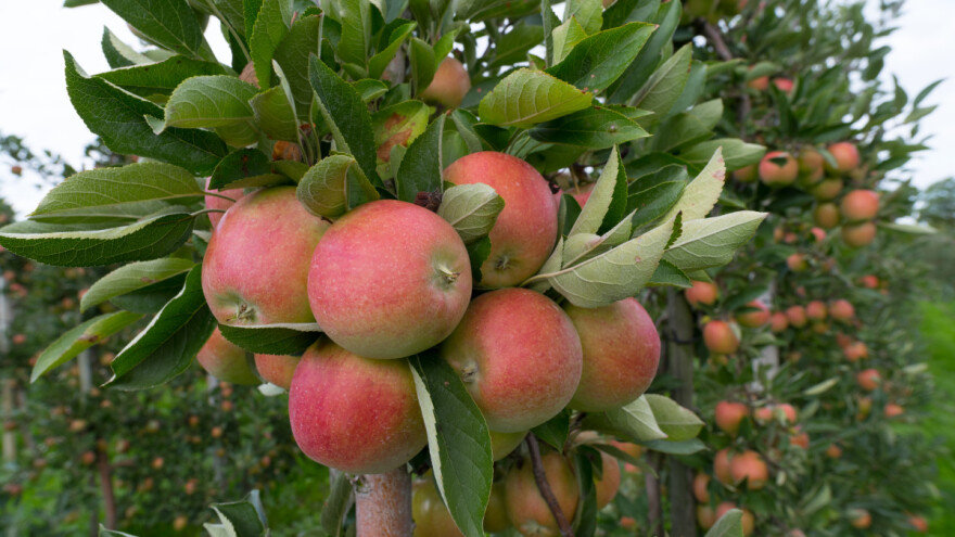Stubasto voće daje rod već u prvoj godini, a i dekorativno je