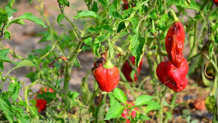 Zeleno uvenuće može smanjiti prinose za 90 posto – kako spriječiti štetu?