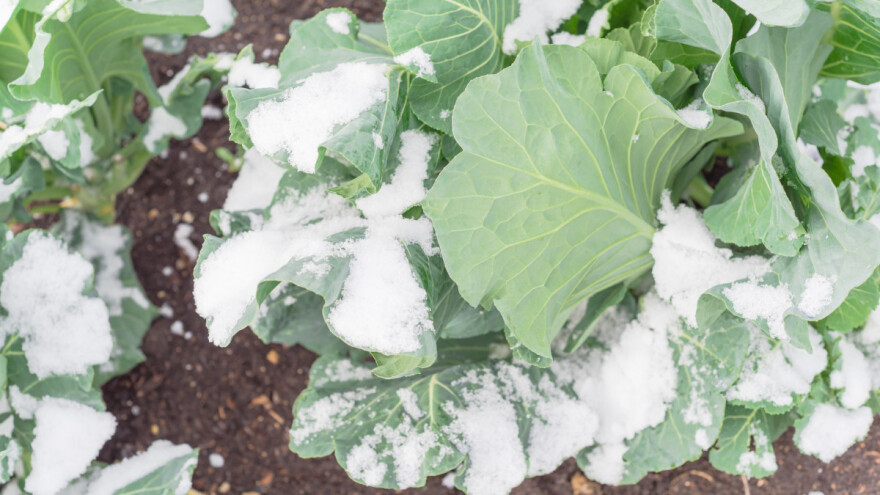 Koje kupusnjače trpe minuse i koliko dugo?