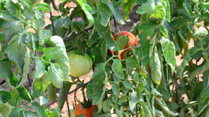Zeleno uvenuće paprike i paradajza: Koje preventivne mere primeniti?