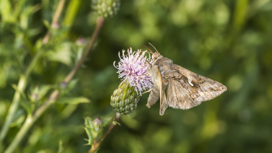 Moljci imaju veliku ulogu u oprašivanju biljaka