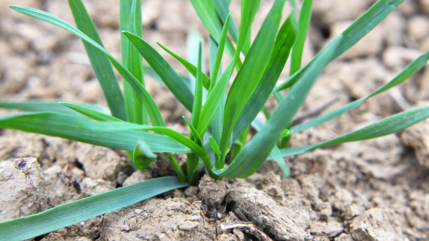 Visoke temperature stvaraju probleme za ozime usjeve