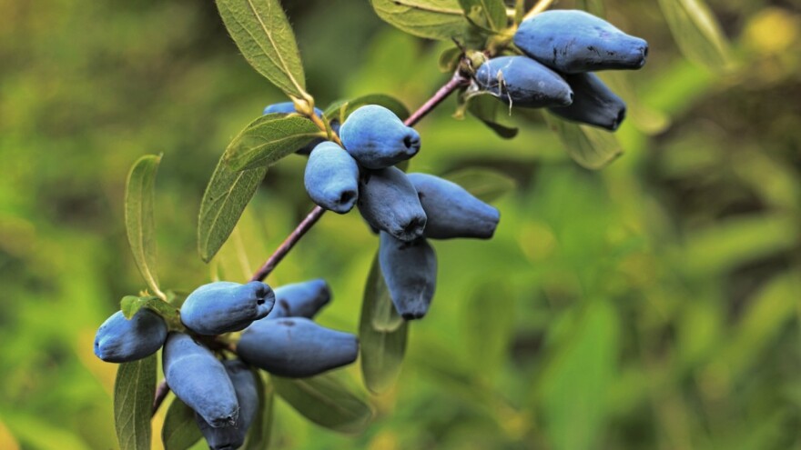 Crowdfundingom do uzgoja egzotičnog voća i povrća - prijavite se na radionice