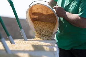 Godišnje 100.000 kuna za analize sjemena soje na prisutnost GMO-a
