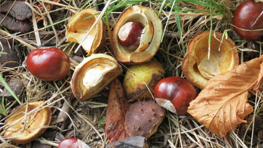 Liječi tako što se nosi u džepovima?