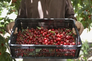 U toku je Javni poziv kooperantima - dodijeljivati će se 7.500 sadnica trešanja