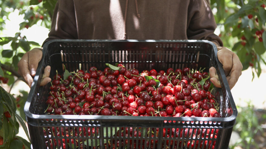 Nakon berbe trešnju i višnju tretirati fungicidima, u cilju smanjenja infektivnog potencijala