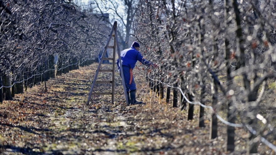 Voćnjak zimi: Kako prepoznati i ukloniti štetočine koje mogu da prezime?