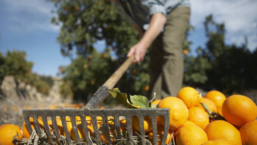 Zitrus projekt: Još 2015. zabranili korištenje glifosata na plantažama agruma