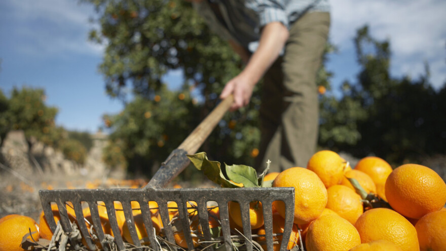 Zitrus projekt: Još 2015. zabranili korištenje glifosata na plantažama agruma