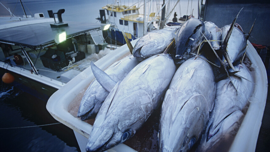 Ozbiljni nedostaci u uzgajalištima tuna - Hrvatska dobila opomenu