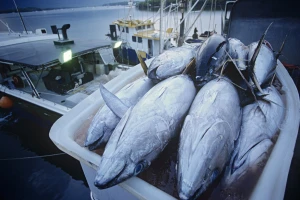 Mijenja se Pravilnik kapaciteta uzgoja i dozvoljenih količina ulovljenih tuna